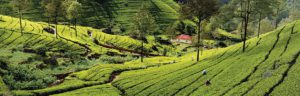Sri Lanka: Hike