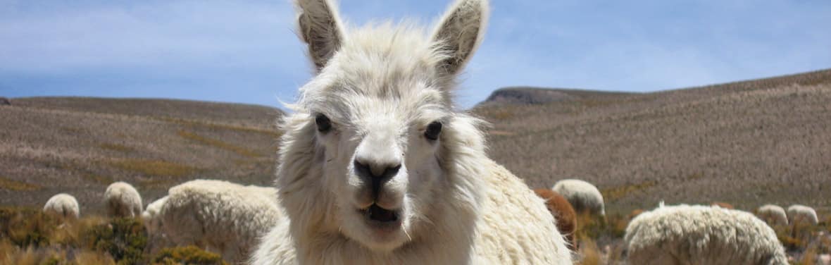 Lake Titicaca Homestay. Peru