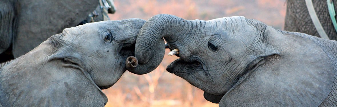 Wild Kruger Camping. South Africa