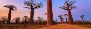 Madagascar Baobabs & Beyond. Madagascar