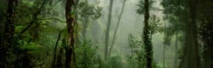 Wild Sarawak. Malaysia