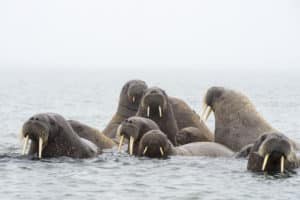 Svalbard Explorer: Best of High Arctic Norway. Norway