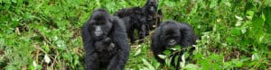 Uganda Gorilla Short Break: Original. Uganda