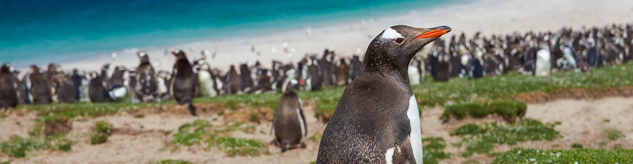 Shackleton's Antarctica