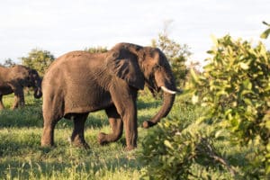 Southern Africa Safari. South Africa