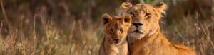 East Africa Highlights. Tanzania