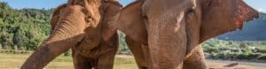 Chiang Mai & Elephant Experience. Thailand