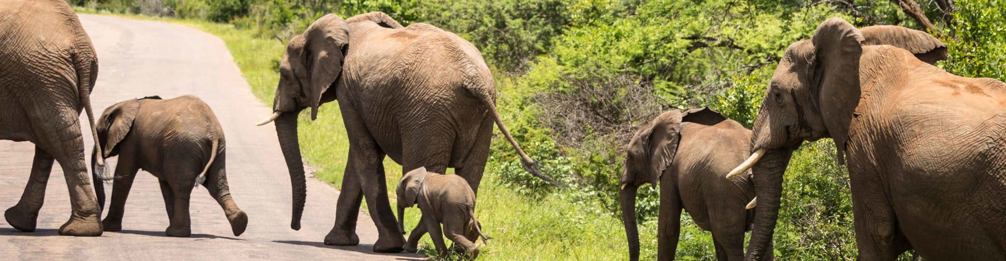 Kruger Lodge Experience (3 days). South Africa