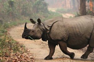 Chitwan National Park Extension. Nepal