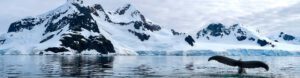 WWF Giants of Antarctica (Ocean Endeavour). Antarctica