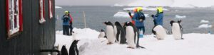 Best of Antarctica: Wildlife Explorer. Antarctica