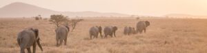 Serengeti Trail. Tanzania