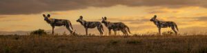 Vic Falls to Kruger. South Africa
