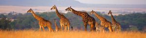 The Masai Heartlands. Kenya