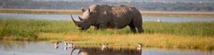 Premium Kenya & Tanzania. Kenya