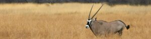 Essential African Safari. South Africa