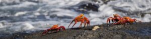 Galapagos Discovery. Ecuador