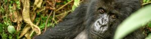 Gorillas to Vic Falls. Tanzania