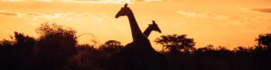 Experience Southern Africa. Botswana