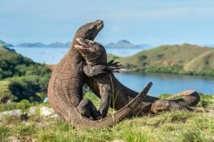 Komodo & Flores Adventure. Indonesia