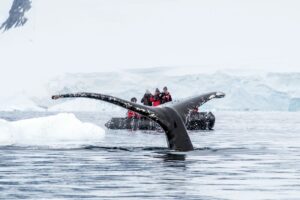 Best of Antarctica: Whale Journey. Antarctica