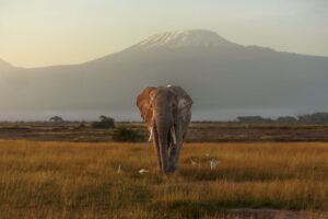 Kenya by Rail: Trains