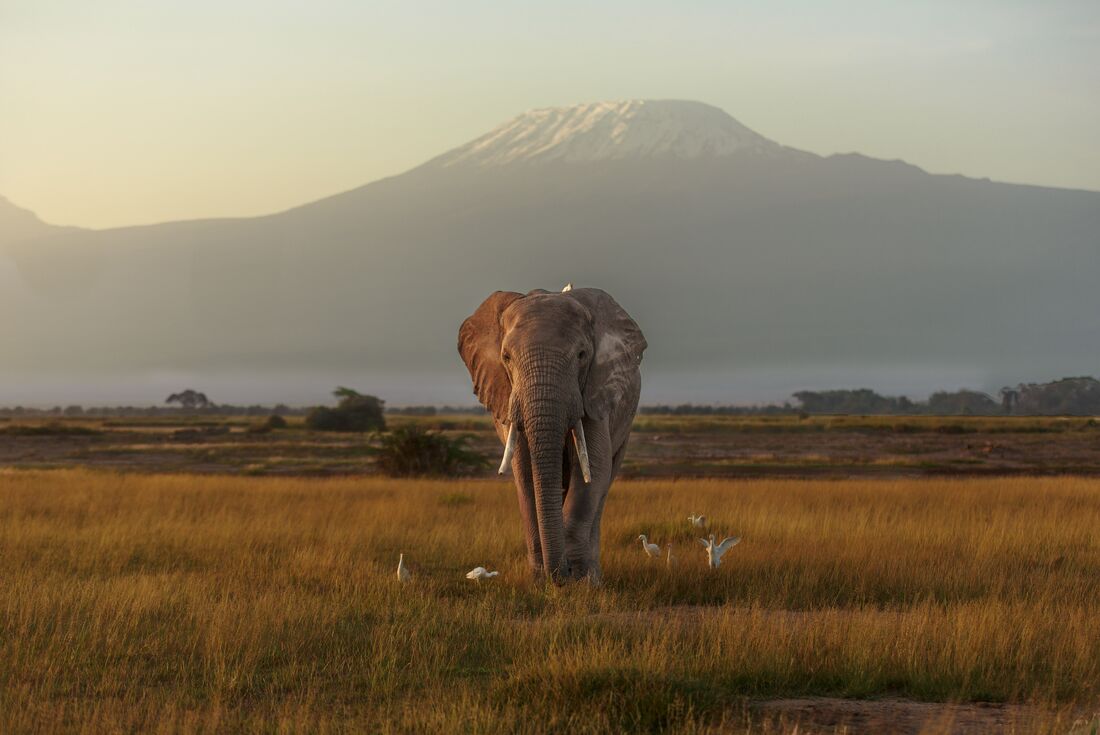 Kenya by Rail: Trains