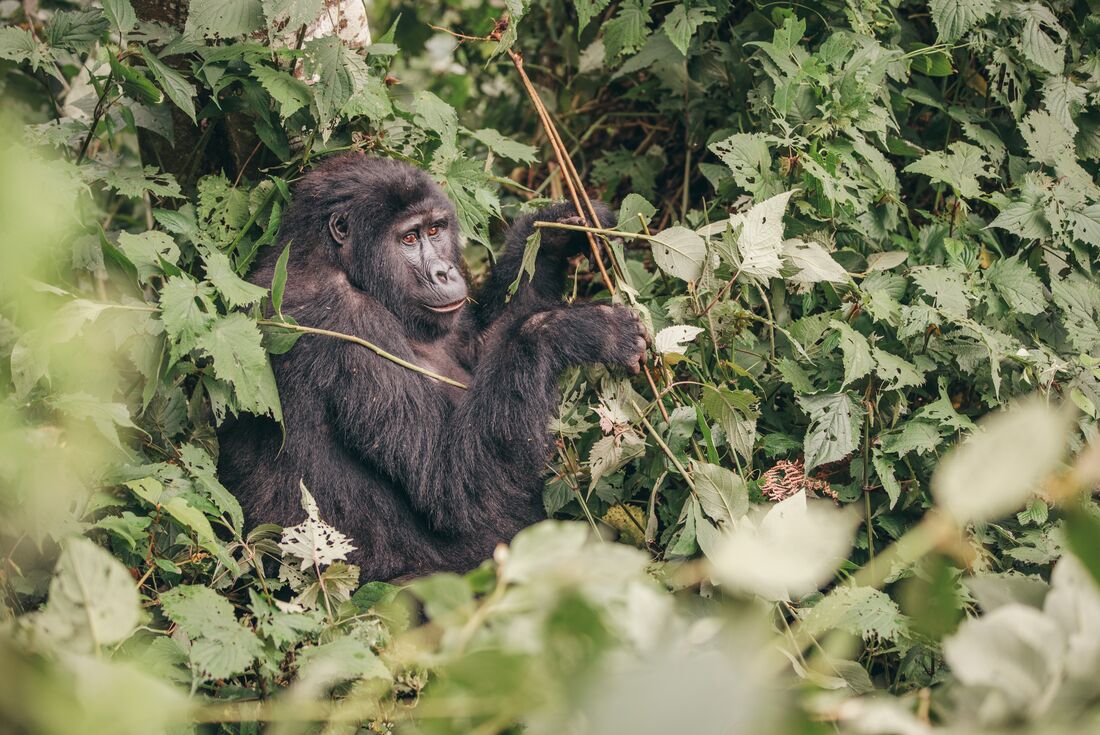 Essential Uganda and Gorilla Trek. Uganda